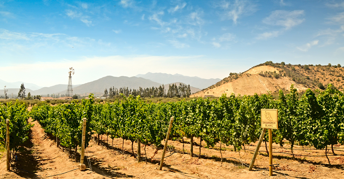 Sauvignon Blanc Is Quickly Becoming Chile’s Flagship Wine
