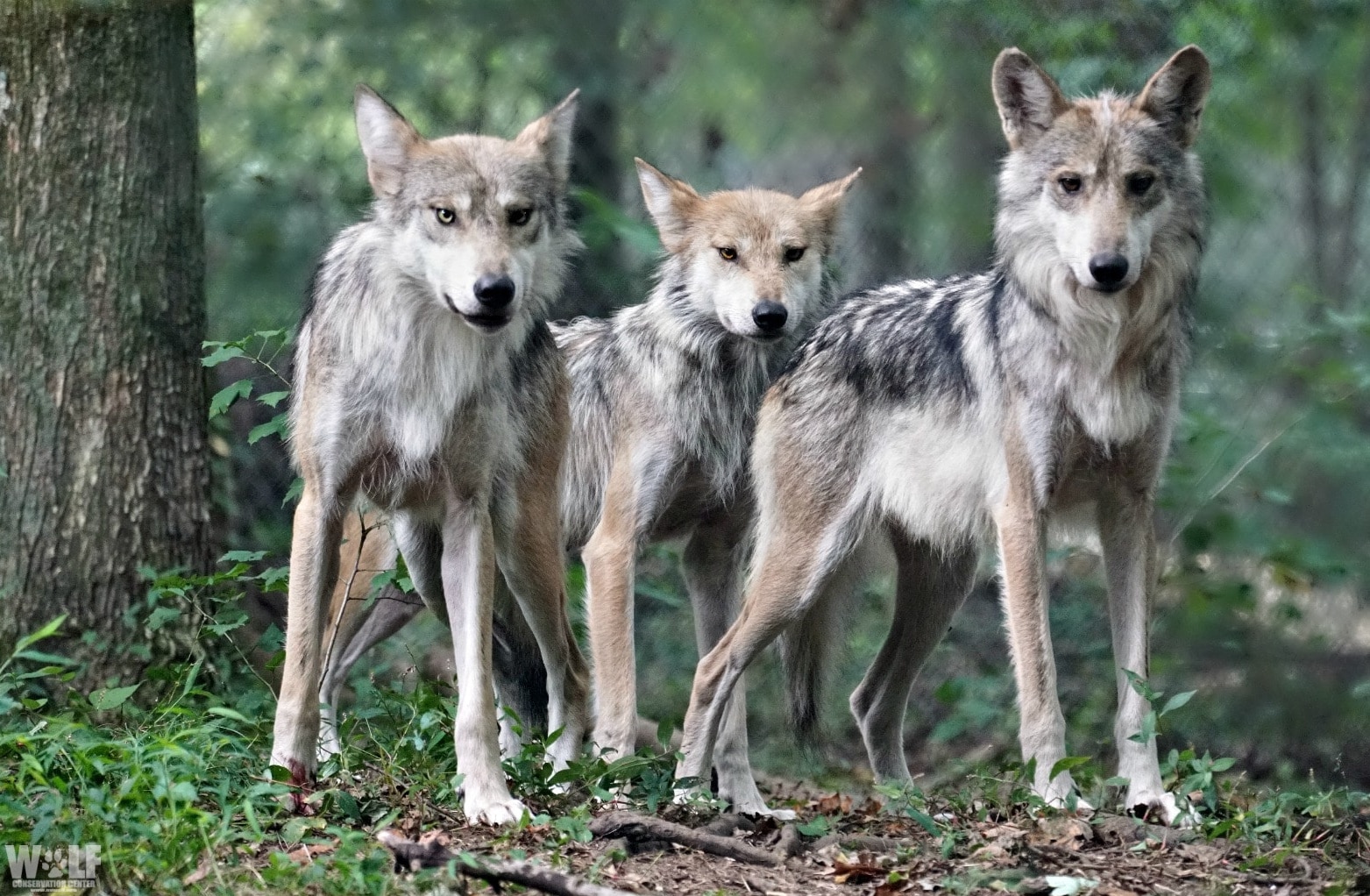 Wild Mexican Gray Wolf Population Grows Slightly, Intensive Recovery Efforts Still Needed