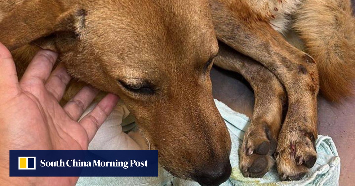 Mum of Malaysian teen who set stray dog on fire pleads for end to family’s harassment | South China Morning Post